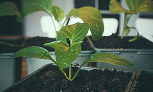 Havanapeber 'Habanero Orange' Paprika 'Mavras' med kimblade nederst på stilken og to bladpar med karakterblade.